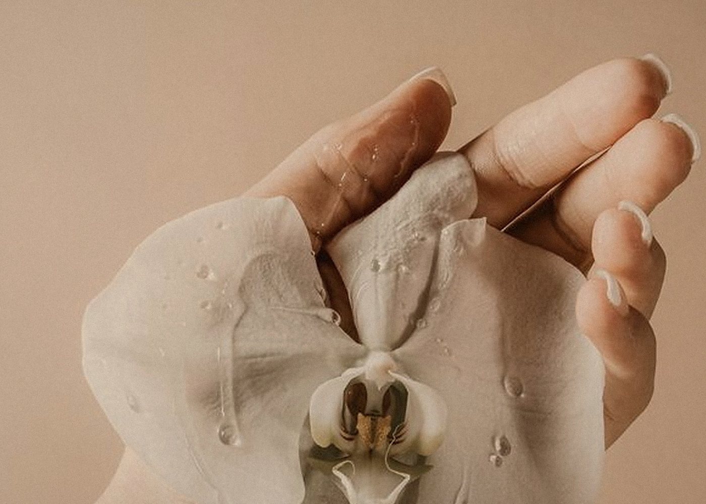 Una mano che regge un fiore d'orchidea bianco