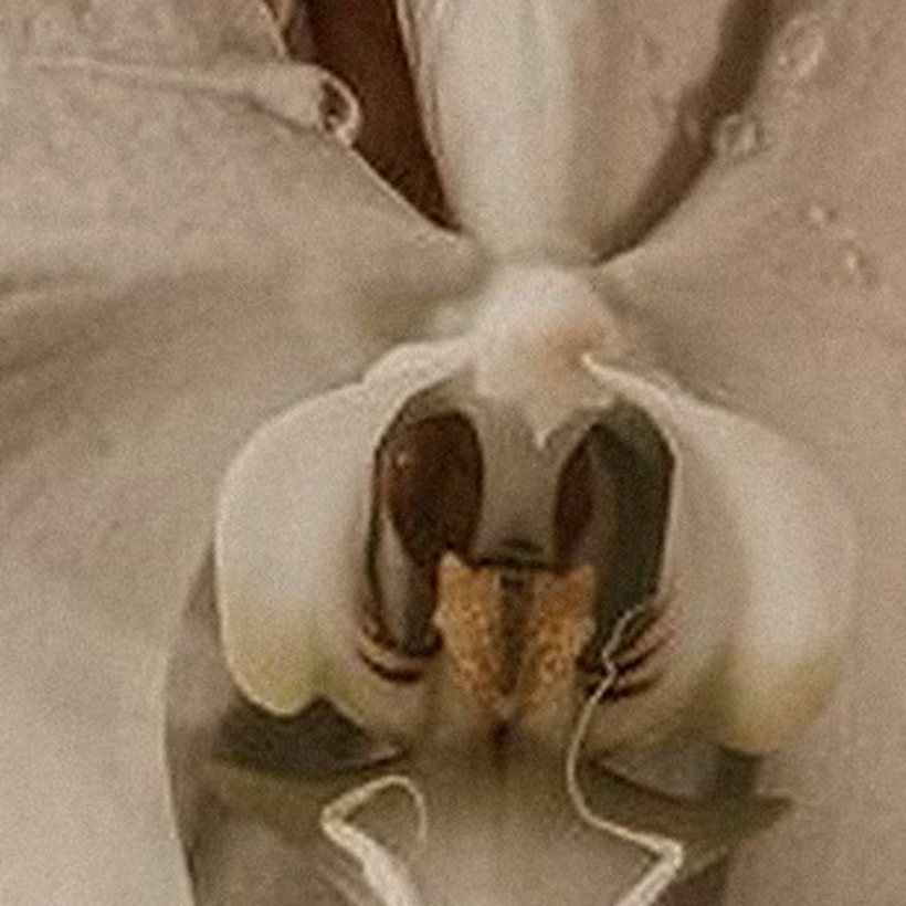 Il cuore di un fiore d'orchidea, ravvicinato